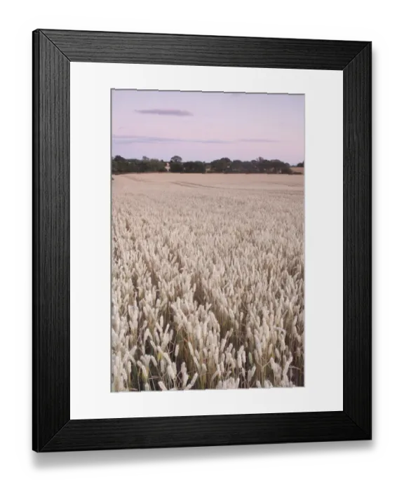 Framed Print : Wheat (Triticum aestivum) crop, ripe field at dusk, West Yorkshire, England, july Framed Print : Wheat (Triticum aestivum) crop, ripe field at dusk, West Yorkshire, England, july