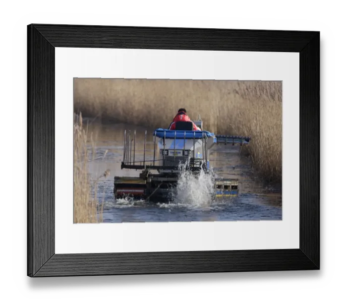 Framed Print : Truxor DM 5000 amphibious machine, controlling reedbed growth by cutting reeds back to keep water channels clear Framed Print : Truxor DM 5000 amphibious machine, controlling reedbed growth by cutting reeds back to keep water channels clear