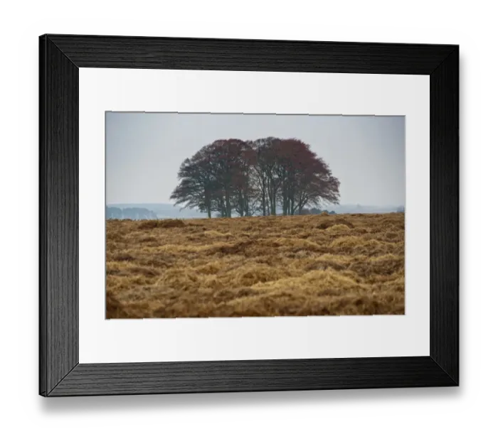 Framed Print : Carrot (Daucus carota) crop, straw covering field for over-wintering, Forfar, Angus, Scotland, november