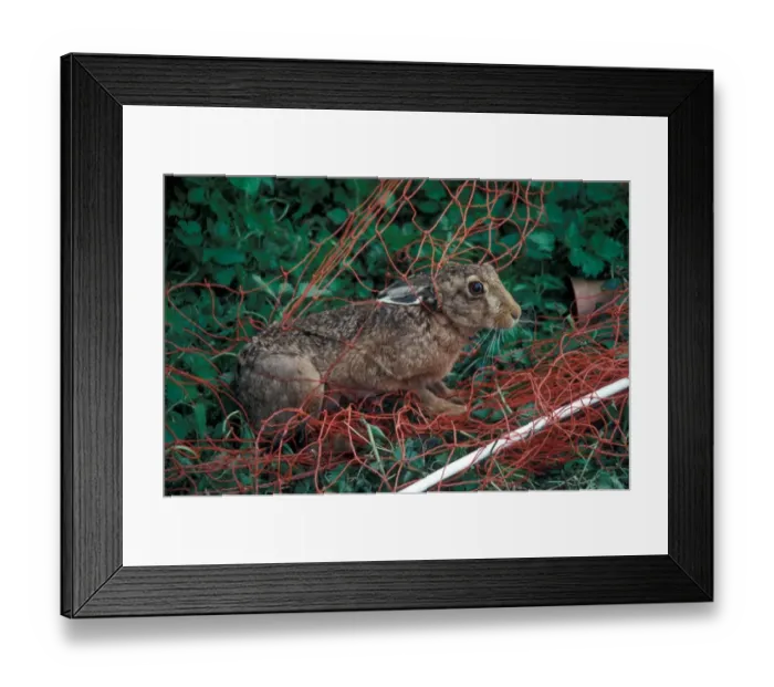 Framed Print : Destruction - Mammals Threat to wildlife / European Hare caught in flexy net / later released Framed Print : Destruction - Mammals Threat to wildlife / European Hare caught in flexy net / later released