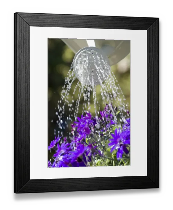 Framed Print : Watering Cultivated Pericallis (Pericallis sp. ) Senetti with watering can in garden, Norfolk, England, april