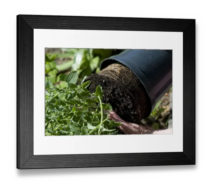 Framed Print : Gardener removing plant from pot, for planting in garden, Norfolk, England, may