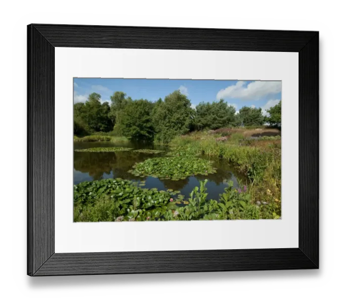 Framed Print : Large garden pond with waterlilies, Millennium Garden, Pensthorpe, Norfolk, England, september Framed Print : Large garden pond with waterlilies, Millennium Garden, Pensthorpe, Norfolk, England, september