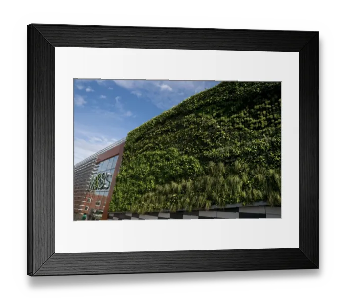 Framed Print : Living Wall System (Green Wall) growing on wall of M&S store in city, Norwich, Norfolk, England, september