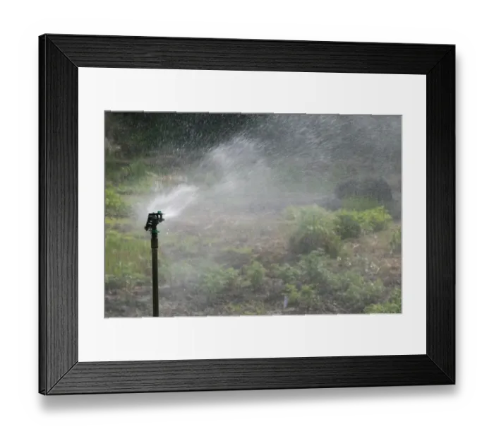 Framed Print : Automated garden sprinkler system watering vegetable garden, Norfolk, England, april