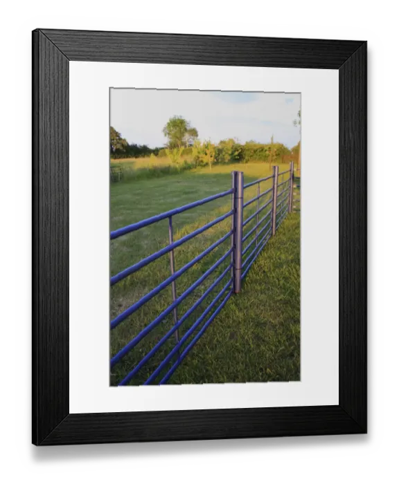 Framed Print : Blue painted sheep gates used as fencing in rural garden, in late evening sunshine, Suffolk, England, may