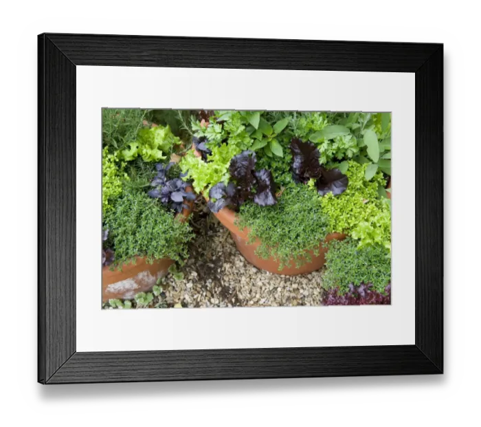 Framed Print : Mixed herbs and salad growing in flowerpots, Norfolk, England may Framed Print : Mixed herbs and salad growing in flowerpots, Norfolk, England may