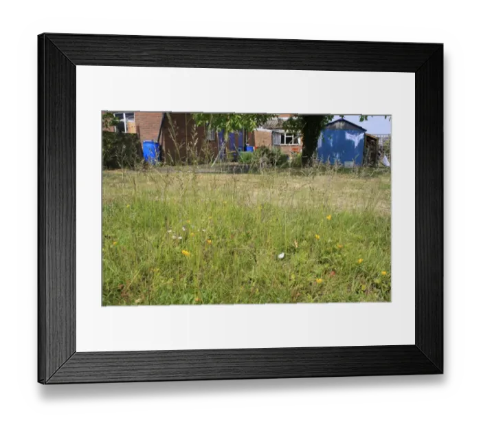 Framed Print : Wildlife garden, area of uncut meadow at edge of lawn, Suffolk, England, june Framed Print : Wildlife garden, area of uncut meadow at edge of lawn, Suffolk, England, june