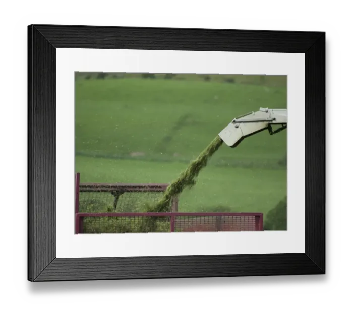 Framed Print : Forage harvesting grass for silage, close-up of grass leaving chute and entering trailer, Bleasedale, Lancashire Framed Print : Forage harvesting grass for silage, close-up of grass leaving chute and entering trailer, Bleasedale, Lancashire