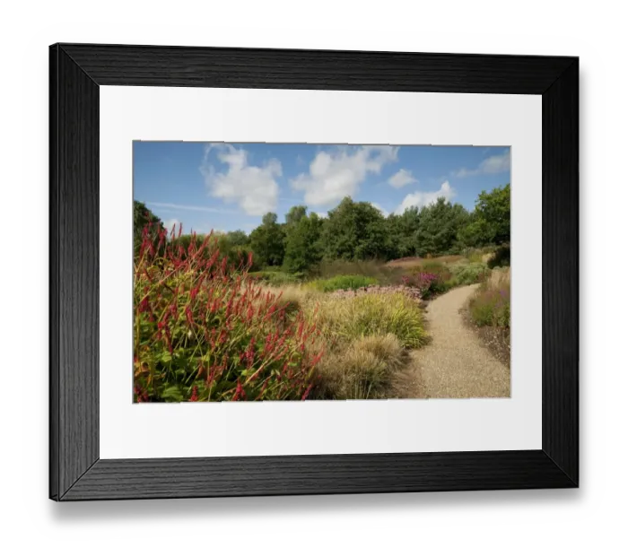 Framed Print : Mixed beds of perennials and grasses beside garden path, Millennium Garden, Pensthorpe, Norfolk, England, september Framed Print : Mixed beds of perennials and grasses beside garden path, Millennium Garden, Pensthorpe, Norfolk, England, september