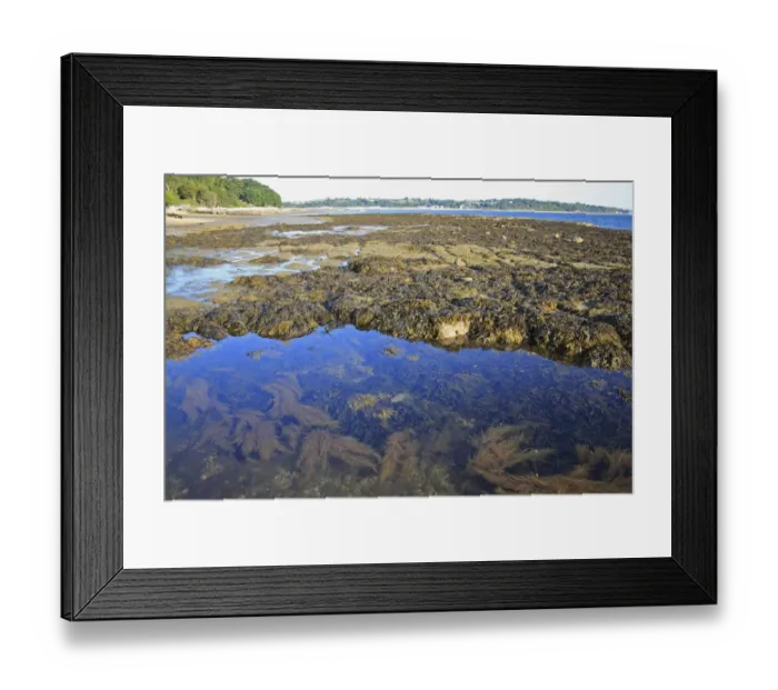 Framed Print : Japanese Wireweed (Sargassum muticum) introduced invasive species, Toothed Wrack (Fucus serratus) Framed Print : Japanese Wireweed (Sargassum muticum) introduced invasive species, Toothed Wrack (Fucus serratus)