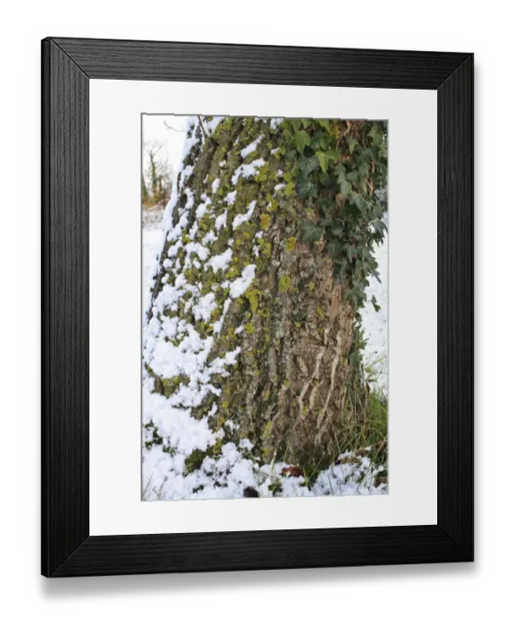 Framed Print : Common Walnut (Juglans regia) close-up of snow covered bole, with Ivy (Hedera helix) and lichens growing on trunk Framed Print : Common Walnut (Juglans regia) close-up of snow covered bole, with Ivy (Hedera helix) and lichens growing on trunk