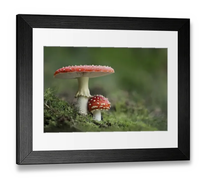 Framed Print : Fly Agaric (Amanita muscaria) two fruiting bodies, growing in woodland, Derbyshire, England, september
