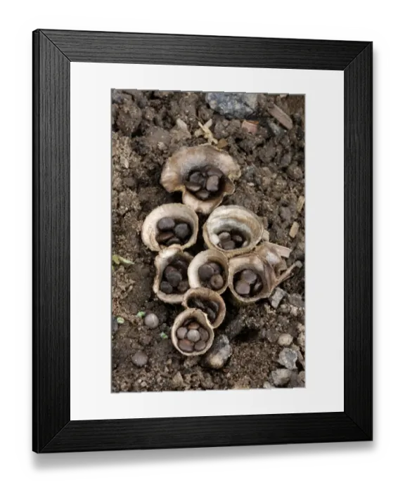 Framed Print : Field Birds Nest Fungus (Crucibulum laeve) fruiting bodies, splash cups with peridiole spore capsules Framed Print : Field Birds Nest Fungus (Crucibulum laeve) fruiting bodies, splash cups with peridiole spore capsules