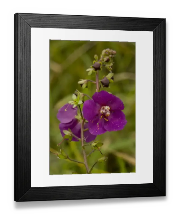 Framed Print : Purple Mullein (Verbascum phoeniceum) close-up of flower, Hortobagy N. P. Great Plain, Eastern Hungary, october Framed Print : Purple Mullein (Verbascum phoeniceum) close-up of flower, Hortobagy N. P. Great Plain, Eastern Hungary, october