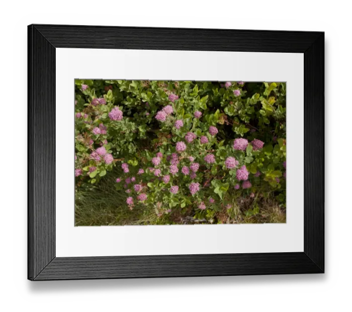 Framed Print : Rosy Spiraea (Spiraea splendens) flowering, Mount Rainier, Washington, U. S. A. july Framed Print : Rosy Spiraea (Spiraea splendens) flowering, Mount Rainier, Washington, U. S. A. july