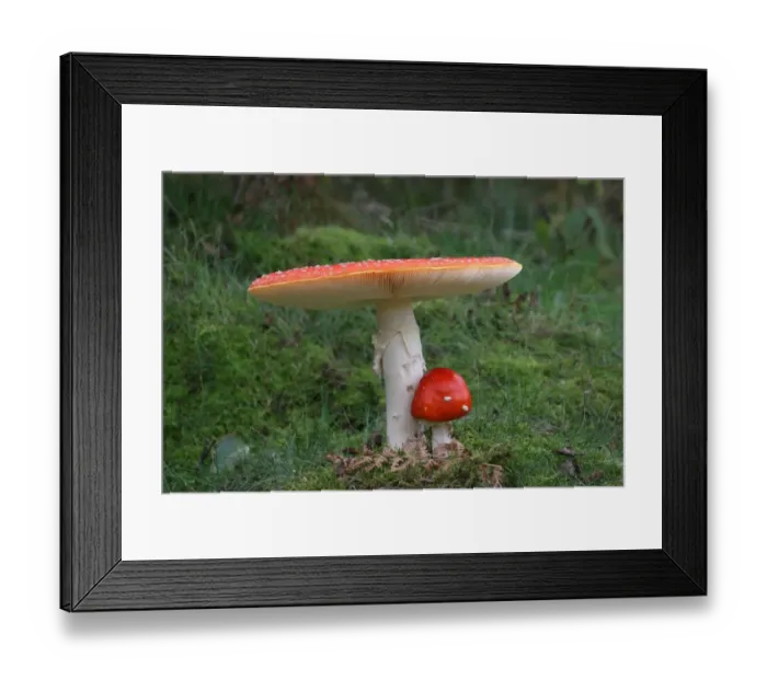 Framed Print : Fly Agaric (Amanita muscaria) fruiting bodies, growing amongst moss in Silver Birch (Betula pendula) woodland Framed Print : Fly Agaric (Amanita muscaria) fruiting bodies, growing amongst moss in Silver Birch (Betula pendula) woodland