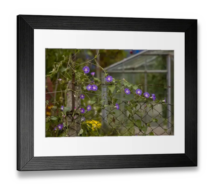 Framed Print : Common Morning Glory (Ipomoea purpurea) introduced species, flowering, growing on fence in wasteground, Biertan Framed Print : Common Morning Glory (Ipomoea purpurea) introduced species, flowering, growing on fence in wasteground, Biertan
