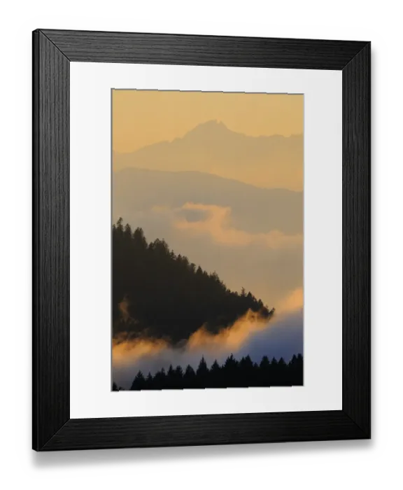 Framed Print : Norway Spruce (Picea abies) mountain forest habitat, in low cloud after rainfall at sunset, Dolomites, Italian Alps Framed Print : Norway Spruce (Picea abies) mountain forest habitat, in low cloud after rainfall at sunset, Dolomites, Italian Alps
