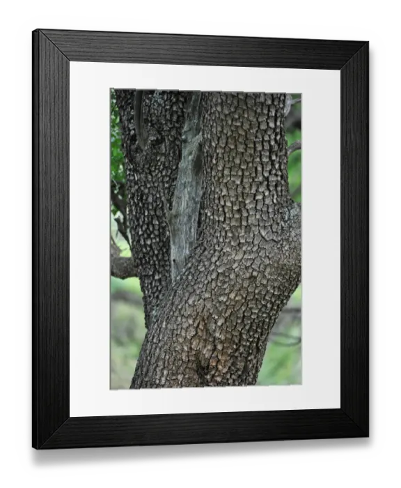 Framed Print : Leadwood (Combretum imberbe) close-up of trunk, growing in lowveld, Pilanesberg N. P. North West Province, South Africa Framed Print : Leadwood (Combretum imberbe) close-up of trunk, growing in lowveld, Pilanesberg N. P. North West Province, South Africa