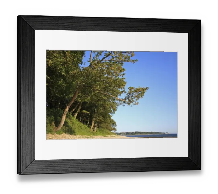 Framed Print : Sycamore (Acer pseudoplatanus) habit, woodland habitat at edge of beach, Bembridge, Isle of Wight, England, june Framed Print : Sycamore (Acer pseudoplatanus) habit, woodland habitat at edge of beach, Bembridge, Isle of Wight, England, june