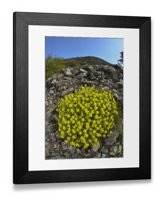 Framed Print : Spiny Spurge (Euphorbia spinosa ligustica) endemic subspecies, flowering, Liguria, Italy, april