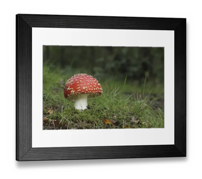 Framed Print : Fly Agaric (Amanita muscaria) fruiting body, growing in woodland, Derbyshire, England, september Framed Print : Fly Agaric (Amanita muscaria) fruiting body, growing in woodland, Derbyshire, England, september