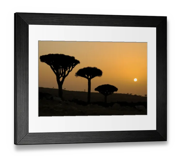 Framed Print : Dragon-blood Tree (Dracaena cinnabari) habit, silhouetted at sunset, Socotra, Yemen, april Framed Print : Dragon-blood Tree (Dracaena cinnabari) habit, silhouetted at sunset, Socotra, Yemen, april