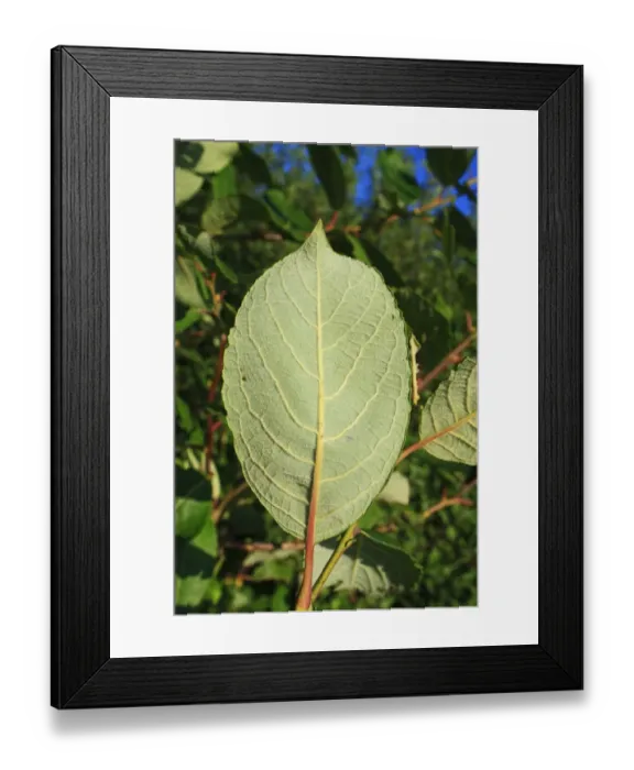Framed Print : Goat Willow (Salix caprea) close-up of leaf underside, growing in hedgerow, Bacton, Suffolk, England, september Framed Print : Goat Willow (Salix caprea) close-up of leaf underside, growing in hedgerow, Bacton, Suffolk, England, september