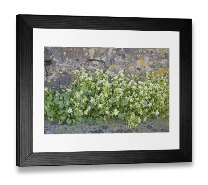 Framed Print : Common Scurvy-grass (Cochlearia officinalis) flowering, growing at base of wall on clifftop, Orkney, Scotland, june Framed Print : Common Scurvy-grass (Cochlearia officinalis) flowering, growing at base of wall on clifftop, Orkney, Scotland, june