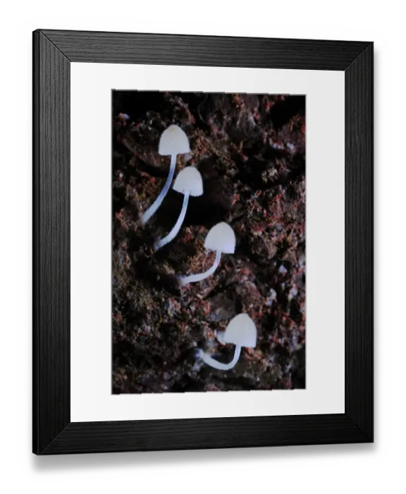 Framed Print : Fairy Inkcap (Coprinellus disseminatus) fruiting bodies, growing in cave, Italy, july Framed Print : Fairy Inkcap (Coprinellus disseminatus) fruiting bodies, growing in cave, Italy, july
