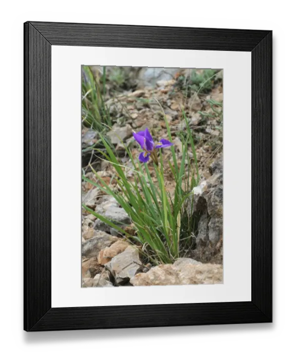 Framed Print : Algerian Iris (Iris unguicularis) flowering, Peloponesos, Southern Greece, april Framed Print : Algerian Iris (Iris unguicularis) flowering, Peloponesos, Southern Greece, april