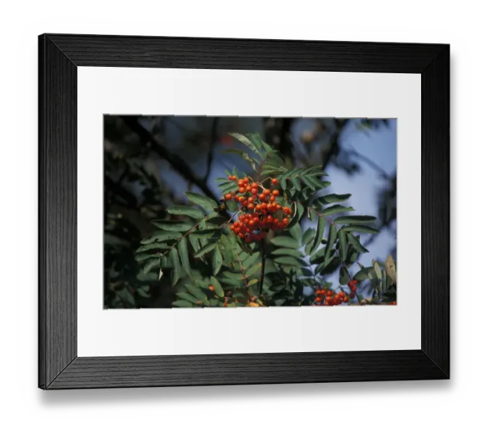 Framed Print : Mountain Ash (Sorbus aucuparia) Leaf and fruit - Sizewell Belts, Suffolk Wildlife Trust Framed Print : Mountain Ash (Sorbus aucuparia) Leaf and fruit - Sizewell Belts, Suffolk Wildlife Trust