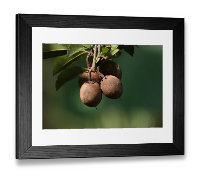 Framed Print : Sapodilla (Manilkara zapota) close-up of fruit, near Kaeng Krachan, Thailand, november Framed Print : Sapodilla (Manilkara zapota) close-up of fruit, near Kaeng Krachan, Thailand, november