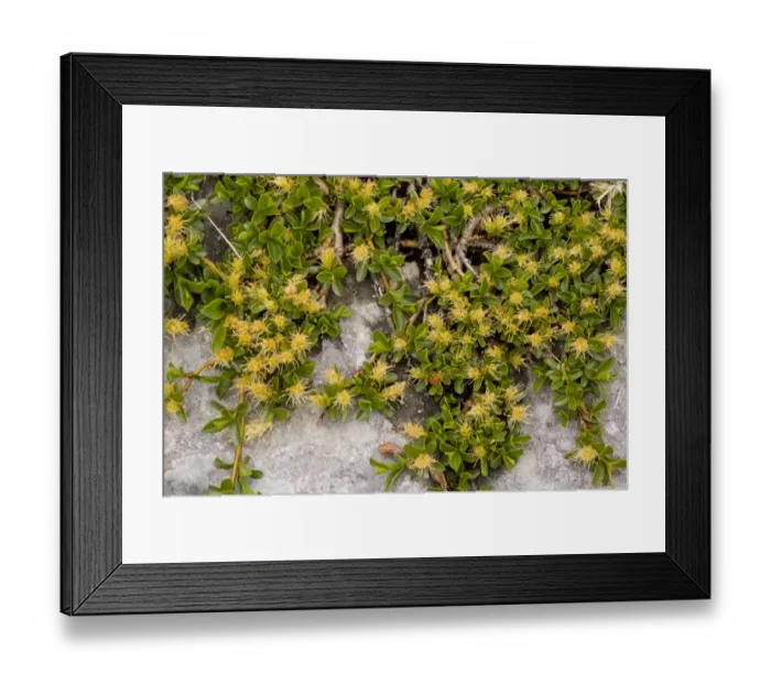 Framed Print : Retuse-leaved Willow (Salix retusa) ancient dwarf alpine habit, flowering, Julian Alps, Slovenia, june Framed Print : Retuse-leaved Willow (Salix retusa) ancient dwarf alpine habit, flowering, Julian Alps, Slovenia, june