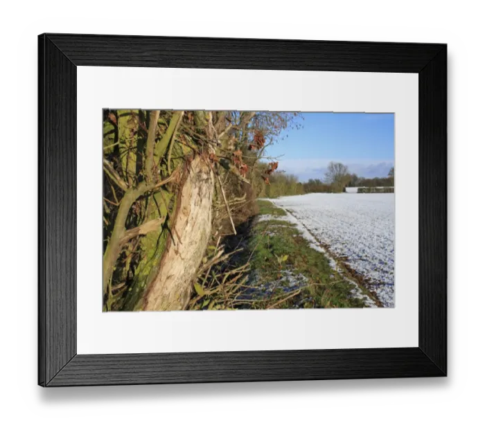 Framed Print : Goat Willow (Salix caprea) close-up of trunk with flail damage, growing in hedgerow at edge of snow covered arable Framed Print : Goat Willow (Salix caprea) close-up of trunk with flail damage, growing in hedgerow at edge of snow covered arable