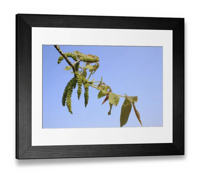 Framed Print : Common Walnut (Juglans regia) close-up of flowers and leaves, Suffolk, England, april Framed Print : Common Walnut (Juglans regia) close-up of flowers and leaves, Suffolk, England, april