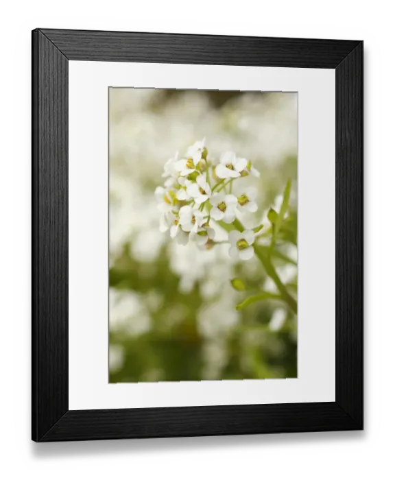Framed Print : Sweet Alyssum (Lobularia maritima) close-up of flowers, in garden, Powys, Wales, june Framed Print : Sweet Alyssum (Lobularia maritima) close-up of flowers, in garden, Powys, Wales, june