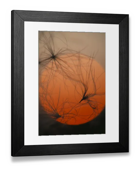 Framed Print : Creeping Thistle (Cirsium arvense) close-up of seeds and down, silhouetted at sunset, Powys, Wales, september Framed Print : Creeping Thistle (Cirsium arvense) close-up of seeds and down, silhouetted at sunset, Powys, Wales, september