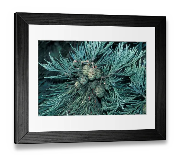 Framed Print : Tree - Redwood Giant(Sequoiadendron gigantea) Close-up of branch / female cones Framed Print : Tree - Redwood Giant(Sequoiadendron gigantea) Close-up of branch / female cones