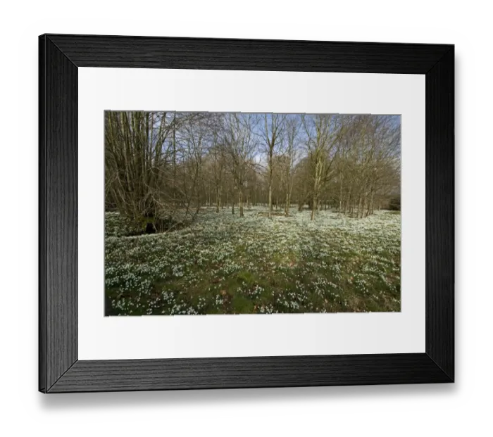 Framed Print : Snowdrop (Galanthus nivalis) flowering, mass in deciduous woodland habitat, Welford Park, Berkshire, England Framed Print : Snowdrop (Galanthus nivalis) flowering, mass in deciduous woodland habitat, Welford Park, Berkshire, England