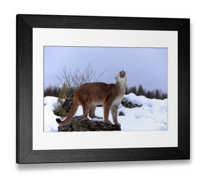 Framed Print : Puma (Felis concolor) adult, with mouth open, standing on rock in snow, Montana, U. S. A. winter (captive) Framed Print : Puma (Felis concolor) adult, with mouth open, standing on rock in snow, Montana, U. S. A. winter (captive)