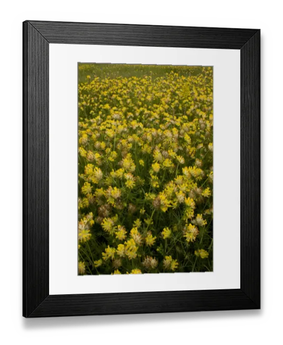 Framed Print : Kidney-vetch (Anthyllis vulneraria) flowering mass, Cranwich Camp, Breckland, Norfolk, England, july Framed Print : Kidney-vetch (Anthyllis vulneraria) flowering mass, Cranwich Camp, Breckland, Norfolk, England, july