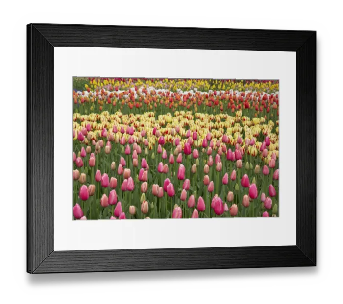 Framed Print : Tulip (Tulipa sp. ) flowering, mass in mixed flowerbed, Keukenhof Gardens, South Holland, Netherlands