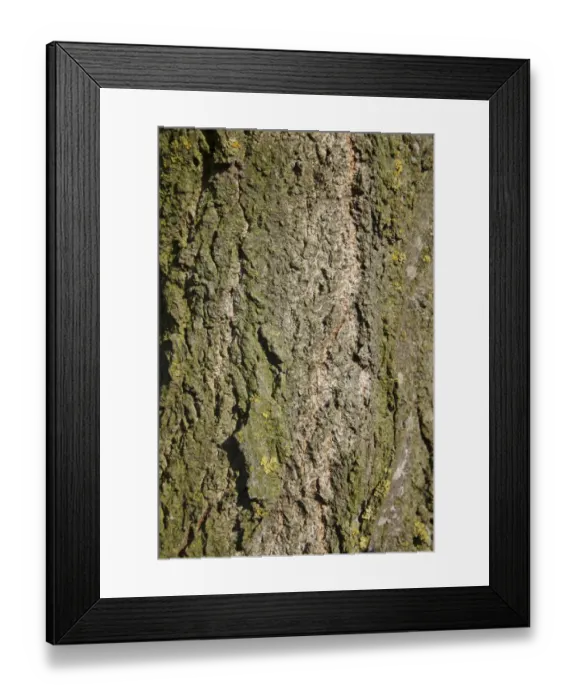 Framed Print : Lombardy Poplar (Populus nigra italica ) close-up of bark, Wickham Skeith, Suffolk, England, october Framed Print : Lombardy Poplar (Populus nigra italica ) close-up of bark, Wickham Skeith, Suffolk, England, october