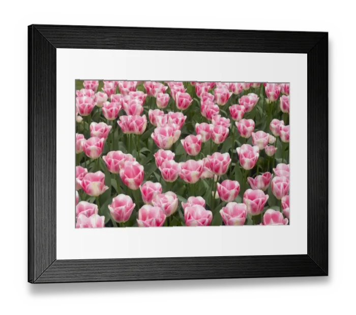 Framed Print : Tulip (Tulipa sp. ) Diamond, flowering, Keukenhof Gardens, South Holland, Netherlands Framed Print : Tulip (Tulipa sp. ) Diamond, flowering, Keukenhof Gardens, South Holland, Netherlands