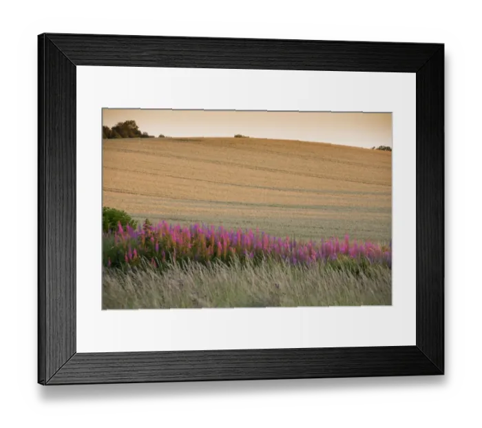 Framed Print : Rosebay Willowherb (Epilobium angustifolium) flowering, growing beside cereal field at sunset, Bamburgh Framed Print : Rosebay Willowherb (Epilobium angustifolium) flowering, growing beside cereal field at sunset, Bamburgh