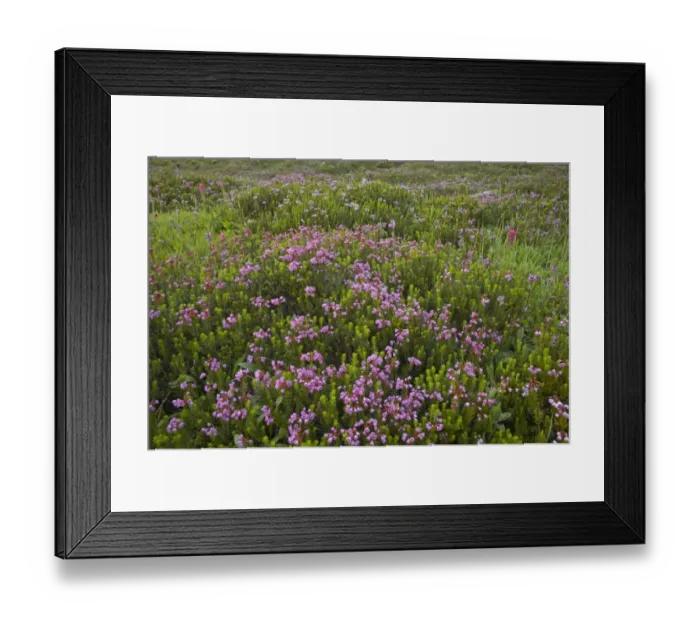 Framed Print : Red Heather (Phyllodoce empetriformis) flowering, Mount Rainier N. P. Washington State, U. S. A Framed Print : Red Heather (Phyllodoce empetriformis) flowering, Mount Rainier N. P. Washington State, U. S. A