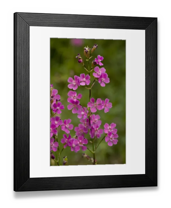 Framed Print : Sticky Catchfly (Lychnis viscaria) close-up of flowers, Bulgaria, may Framed Print : Sticky Catchfly (Lychnis viscaria) close-up of flowers, Bulgaria, may