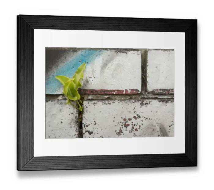 Framed Print : Hart s-tongue Fern (Phyllitis scolopendrium) fronds, growing in crevice of graffiti covered wall in city centre